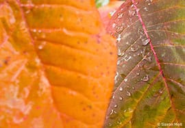 Thumbnail image for Retinal Tears