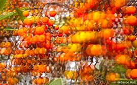 Thumbnail image for Madrone Berries