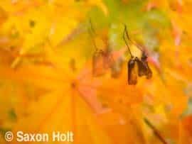 Thumbnail image for Maple Seeds