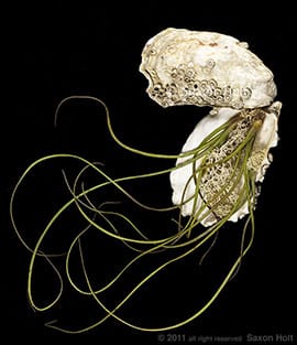 Thumbnail image for Dave’s Shell