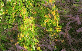 Thumbnail image for Tapestry Swirl