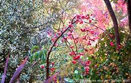Thumbnail image for M’eyes Tapestry, Weeping Crabapple