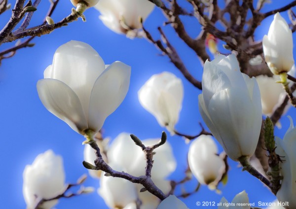 Magnolia Glow