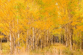 Thumbnail image for Golden Trees – State of Indecision