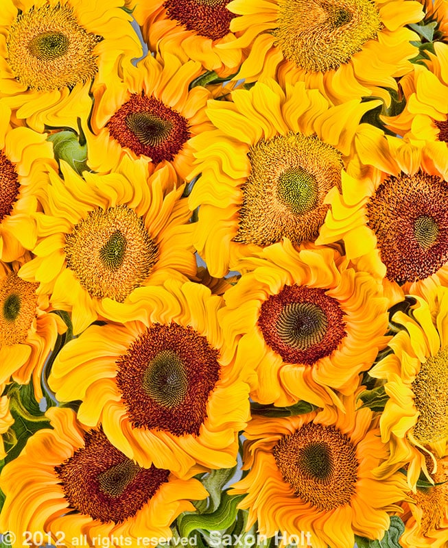 Sunflowers_15topaz_surreal_liquify_800 Sunflowers - 'Vincent' x Vincent