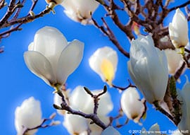 Thumbnail image for Interpretations – Magnolia Glow