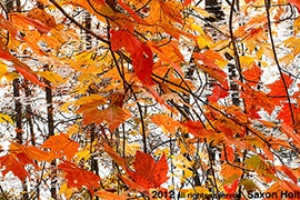 Thumbnail image for Autumn Leaves, Vermont Pond
