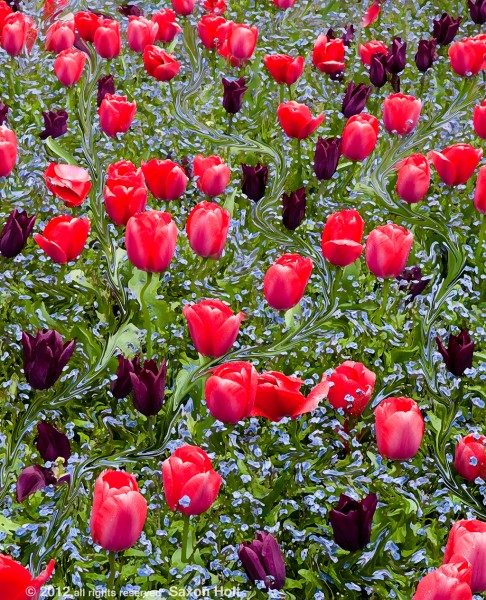 forget me nots and tulips with swirl of currents