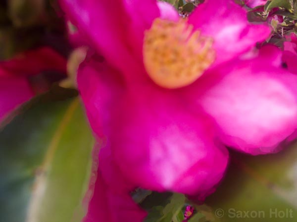 pink flowers Camellia sasanqua 'Kanjiro' for m'eyes recuperating