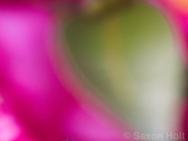  Camellia sasanqua leaf blur, for m'eyes recuperating
