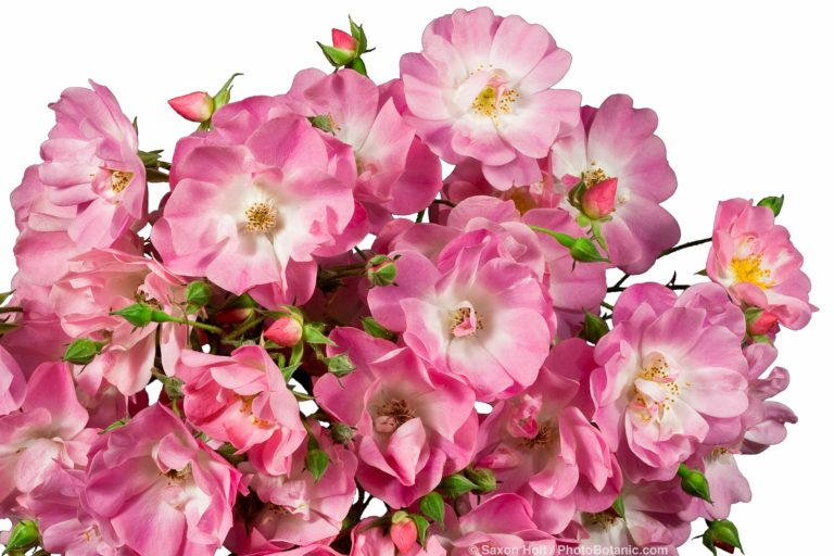 Rosa ‘Apple Blossom’