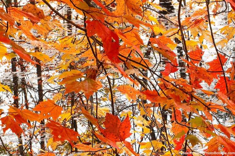 Autumn Leaves, Vermont Pond