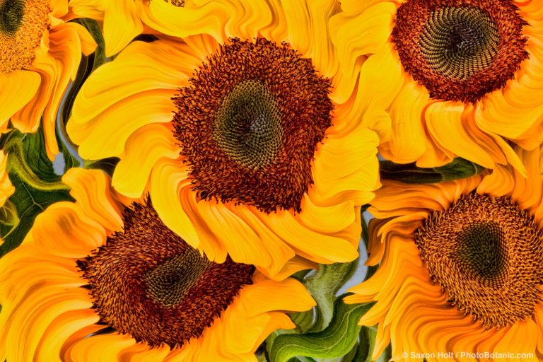 Sunflower ‘Vincent’