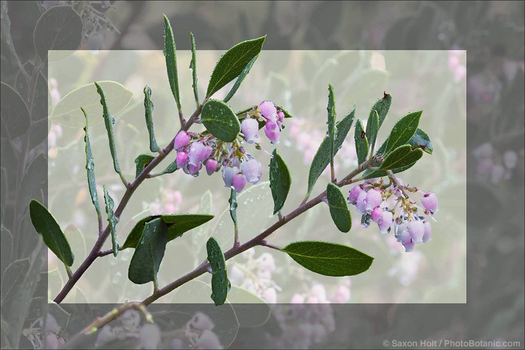 Flowering branch of California native shrub, Arctostaphylos manzanita 'Monica'