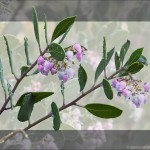 Flowering branch of California native shrub, Arctostaphylos manzanita ‘Monica’