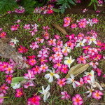 Storm damage Maui – plumeria blown from trees