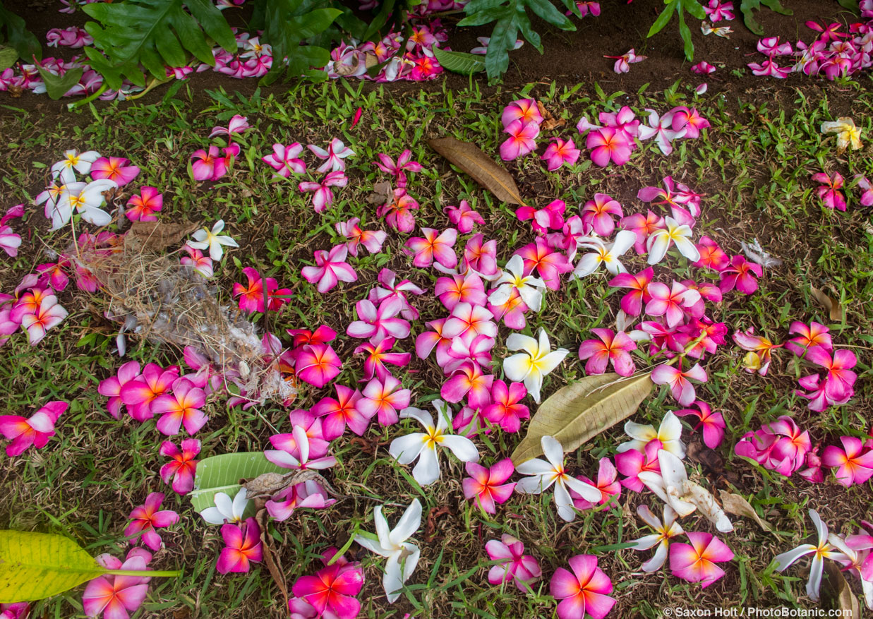 Plumeria storm damage - Maui