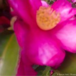 pink flowers Camellia sasanqua ‘Kanjiro’ for m’eyes recuperating