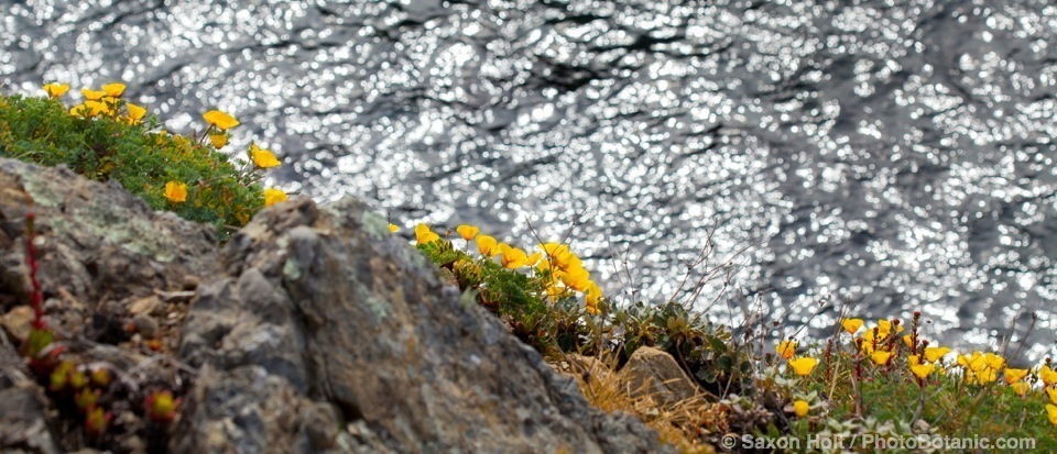 California native wildflowers on ocean bluff, Black Point at The Sea Ranch