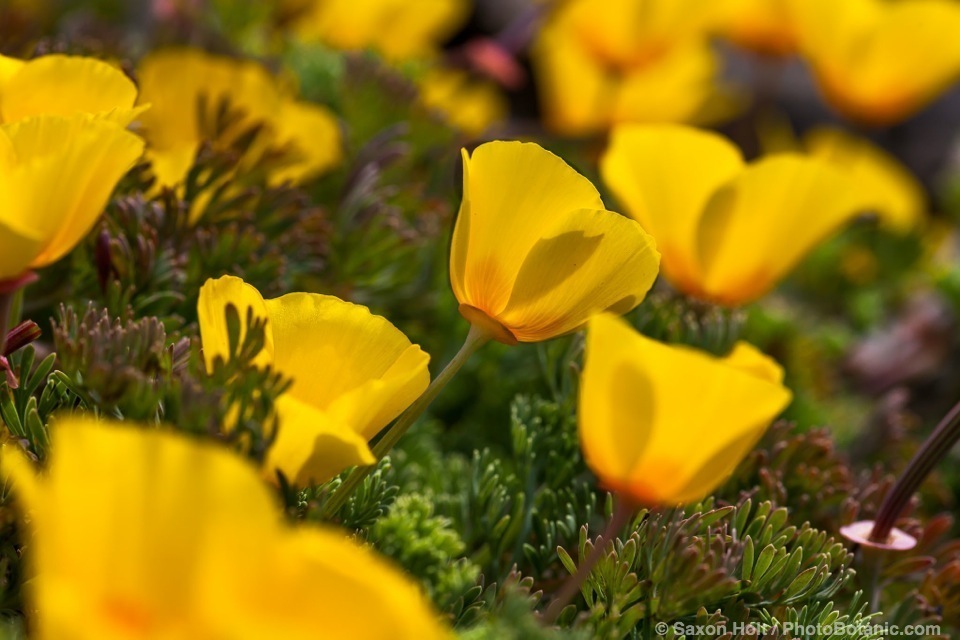 Eschscholzia californica, yellow coastal form of California poppy, flowering on bluff at The Sea Ranch