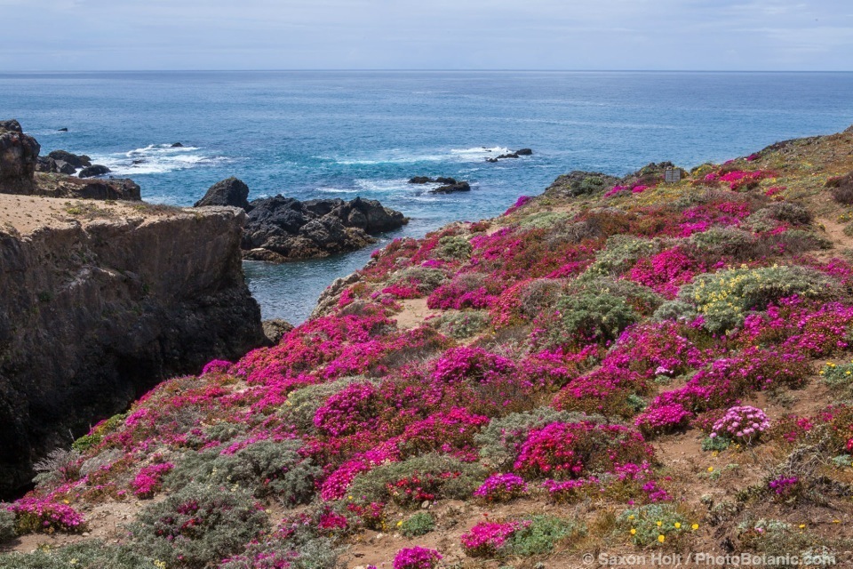 Carpobrotus chilensis - Sea Fig Ice Plant, invasive flowering succulent in coastal bluff at The Sea Ranch