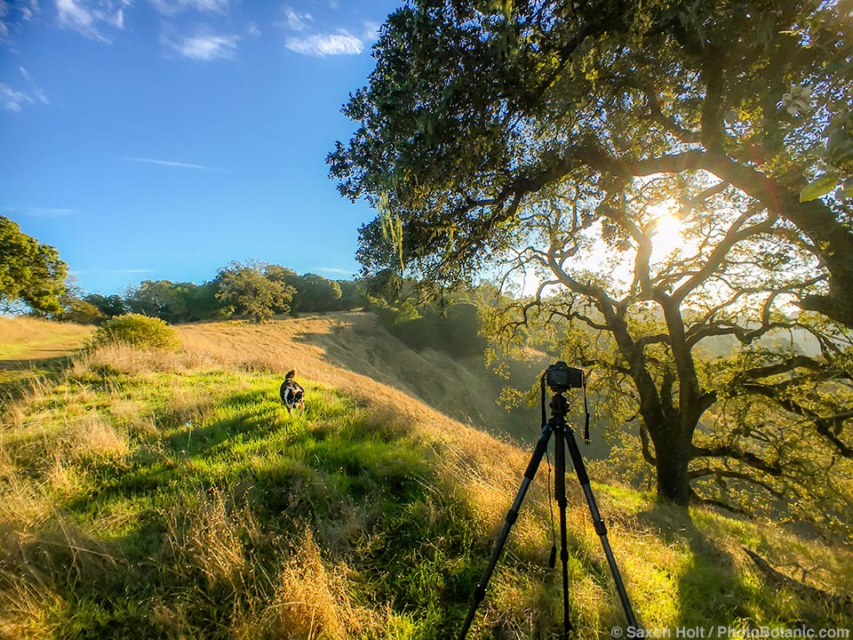 Photographing California Oaks on Cherry Hill with Kona dog running to play