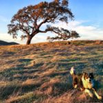 Walks with Kona Dog, Marin County, California