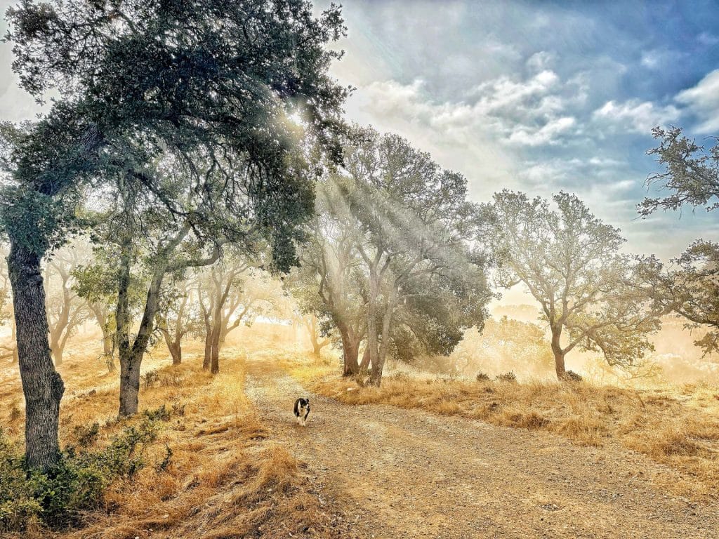 Kona on walks in open space in morning foggy mist